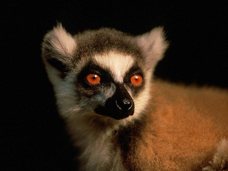 Catta Lemur, Madagascar